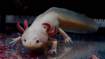 Día Nacional del Ajolote: el