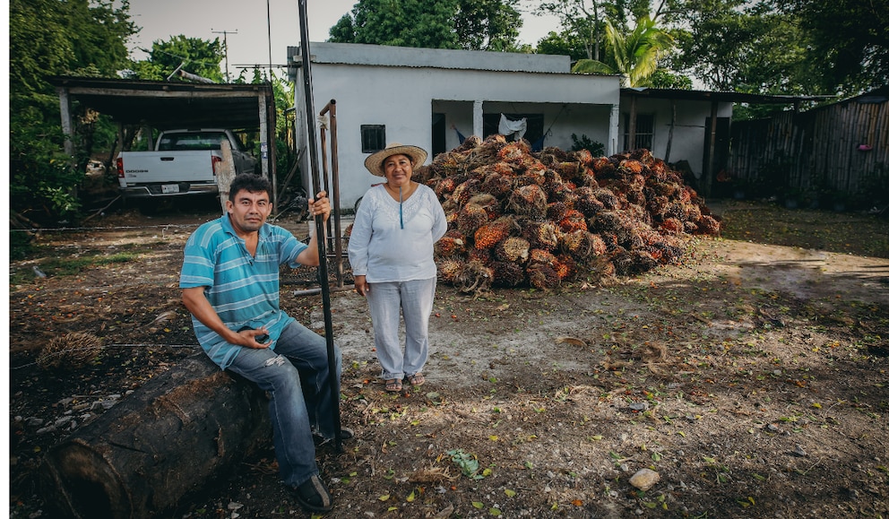 América Latina puede liderar el mercado mundial de palma sostenible