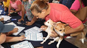 Dueños de perros y gatos