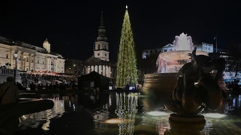 Un árbol, una alianza y
