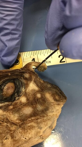 A diferencia de la mayoría