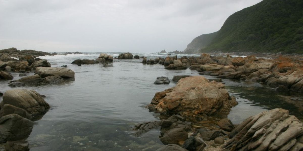 La biodiversidad fynbos y la frecuente observación de delfines, ballenas y aves marinas convierten al Otter Trail en un paraíso ecológico único en África (Wikipedia)