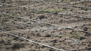 Honduras: Sequía obliga al Gobierno a reforzar inversiones para rescatar el agro ante pérdidas de cultivos