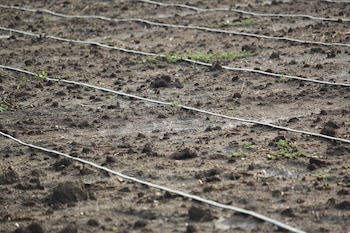 La rehabilitación de sistemas de riego permitirá definir obras prioritarias y garantizar una distribución más eficiente del agua entre productores agrícolas..