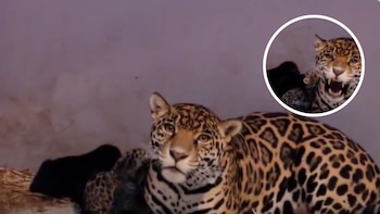 Los tres cachorros son hijos