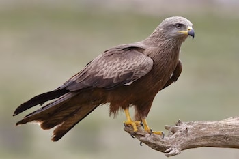 Ave rapaz de plumaje castaño, pico ganchudo y garras amarillas posada sobre una rama seca