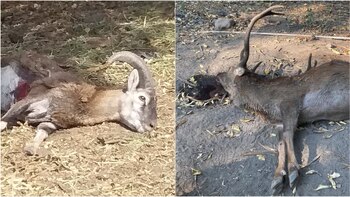 (Fotos: Twitter @azcarmx y @ernesto_mendez)