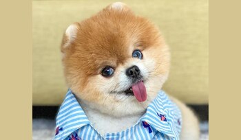 Jiffpom llegó a aparecer en