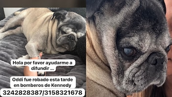 El Pug robado tiene como