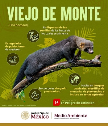 Son animales omnívoros oportunistas, por