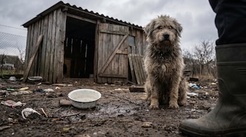 Primer plano de un perro de pelaje gris sucio y desaliñado, encadenado, sentado en un terreno embarrado con un cuenco blanco y un cobertizo de madera.