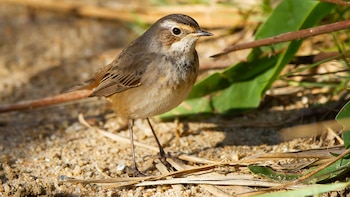 Furnarius rufus, conocido como hornero,