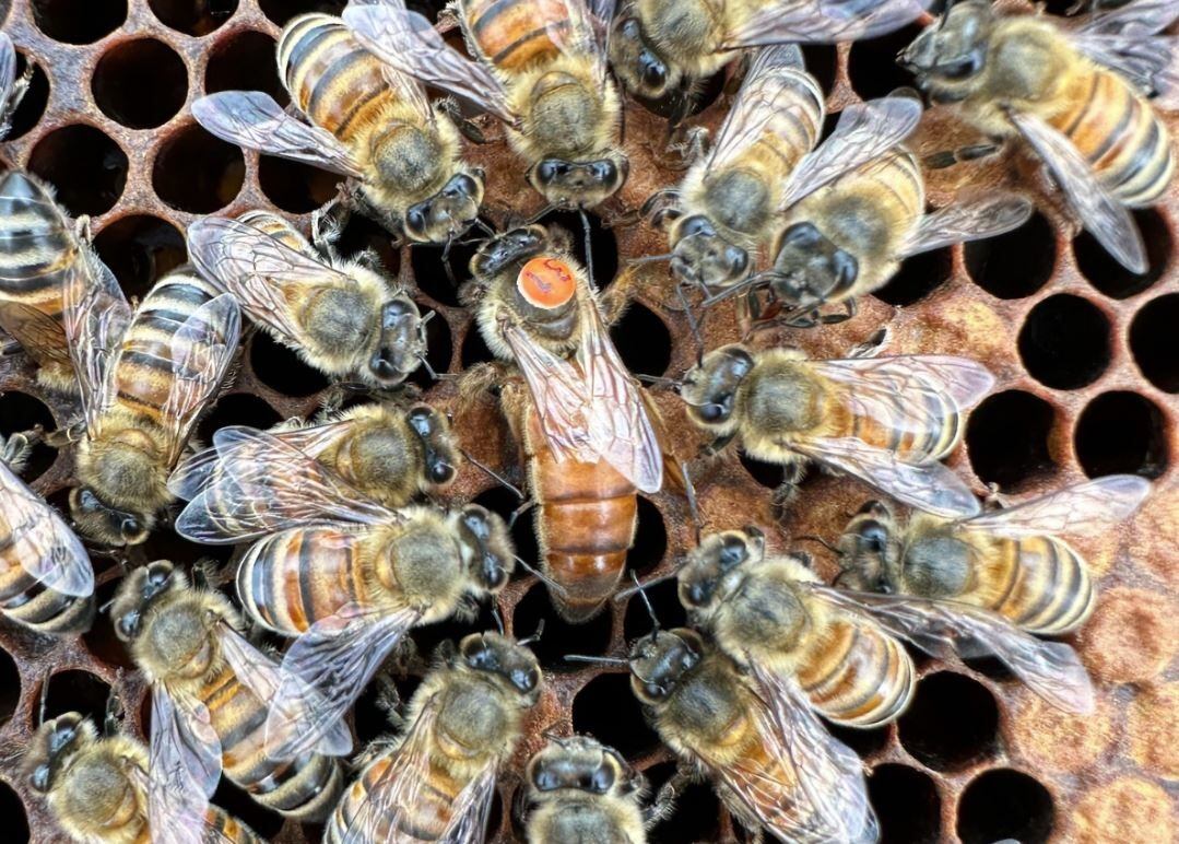 Los agroquímicos no solo amenazan la biodiversidad: estudios recientes revelan cómo afectan los sentidos, el aprendizaje y la vida social de las abejas melíferas.POLITICA INVESTIGACIÓN Y TECNOLOGÍASEAN BRESNAHAN.