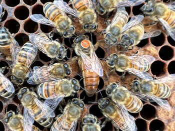 La exposición a pesticidas durante