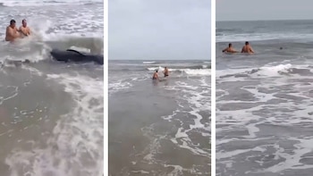 Autoridades rescataron a una cría de ballena en Tasajera, Magdalena, el cetáceo presentaba una herida por lo que necesitó atención médica de las autoridades marítimas - crédito @ColombiaOscura/X