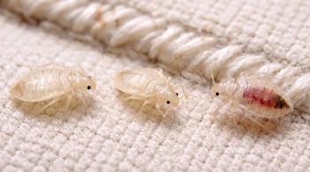 Tres insectos pequeños y translúcidos sobre un tejido claro junto a una costura.
