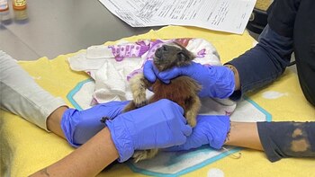 Marmoset è stato lapidato a