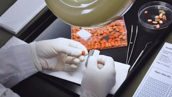 Evaluar la viabilidad de las semillas define el éxito del ciclo en soja