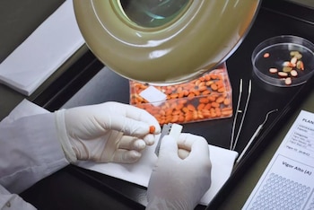 Analizar la viabilidad antes y después de la cosecha permite conocer si las semillas pueden generar plantas, anticipar decisiones y asegurar un buen establecimiento