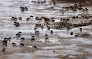 Los crustáceos están bajo mayor