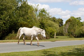 Un caballo cruza una ruta