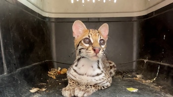 CAR rescató a un ocelote en Fusagasugá: el hombre que lo tenía dijo que se lo había encontrado