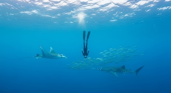 La apnea fomenta un contacto