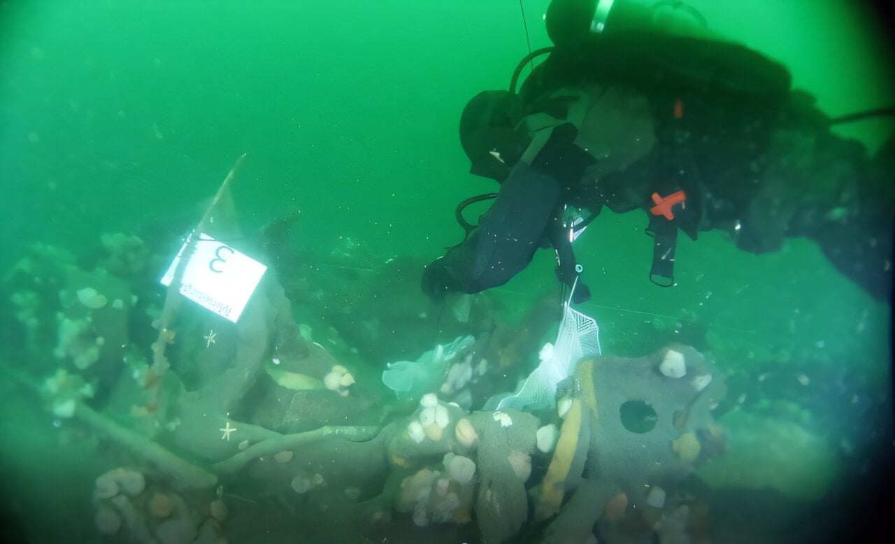 Un buzo de la Armada danesa recolecta mejillones comunes en los restos de un submarino alemán de la Primera Guerra Mundial. (Crédito: Kathrine Juul Andresen)