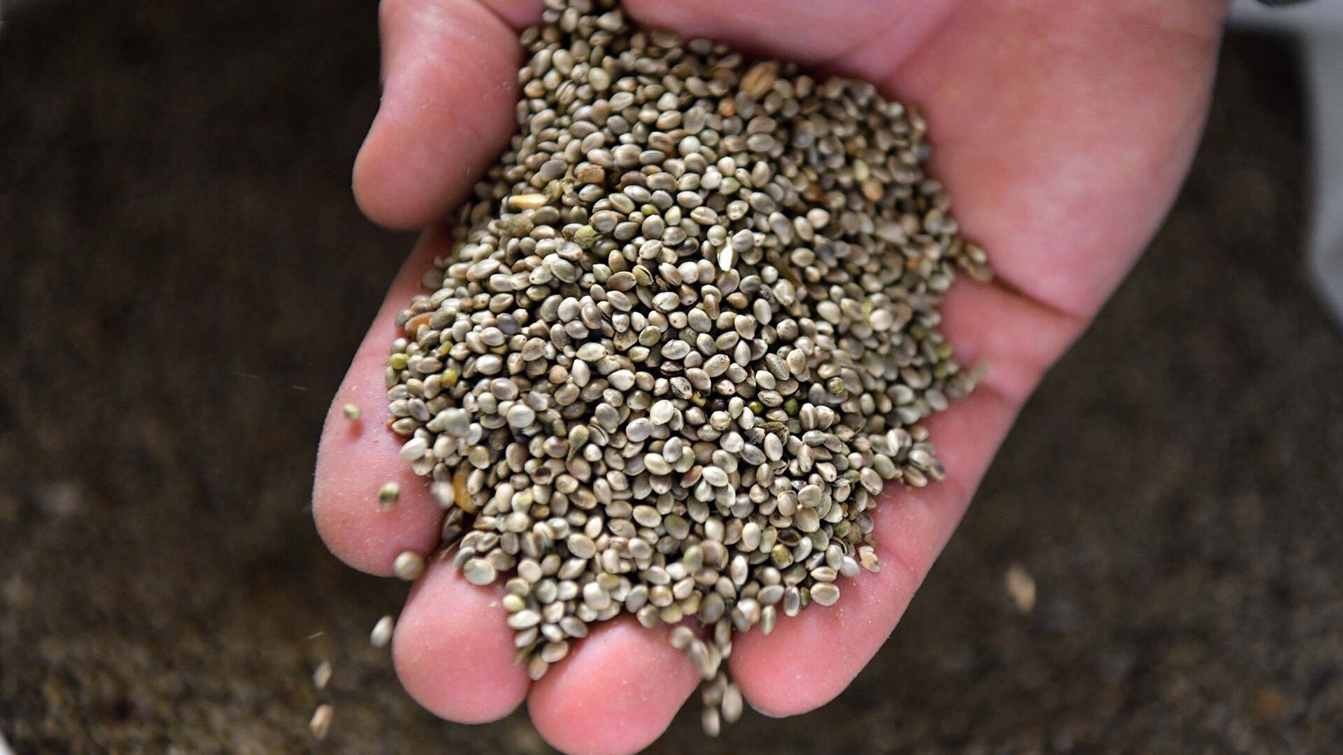 Las semillas de cáñamo ofrecen más omega-3 que el salmón