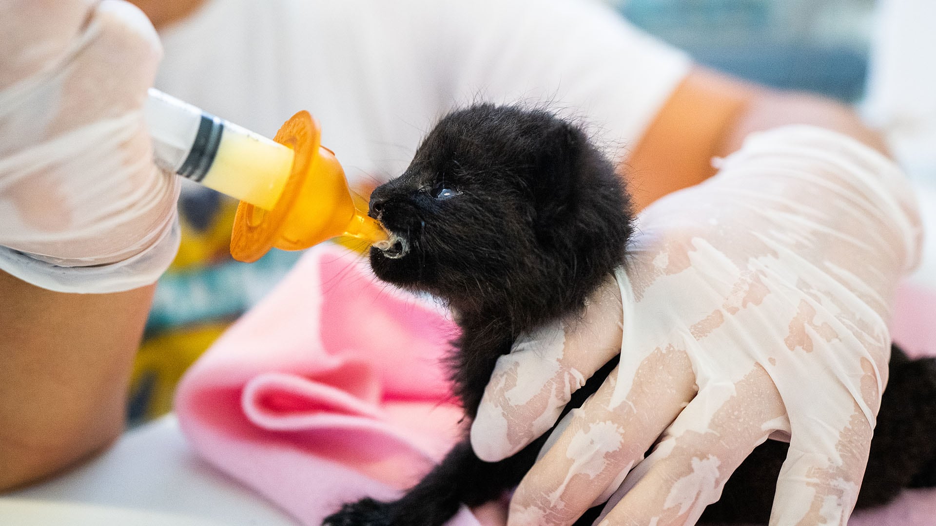 Los especialistas insisten en no intervenir con animales silvestres huérfanos para no poner en riesgo su reinserción (Temaiken)