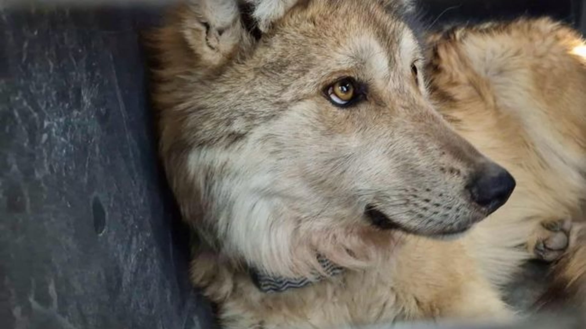 Lobo mexicano regresa a Durango tras 40 años en peligro de extinción: así fue como científicos lograron su conservación