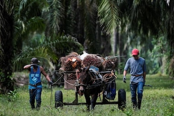 La nueva Ley Agroindustrial declara prioridad nacional la protección de tierras, inversiones y cadenas logísticas vinculadas al sector agrario en Honduras. REUTERS/Yoseph Amaya