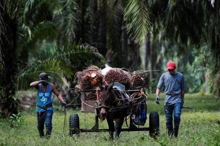 Los agricultores advirtieron que el ingreso ilegal de productos reduce las oportunidades de venta de la producción nacional cuando hay cosecha disponible en Honduras. REUTERS/Yoseph Amaya