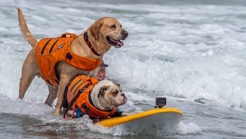 Perros sobre las olas: así fue el Mundial de surf canino en California