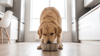 Un perro golden retriever de pelaje dorado inclinado, come de un cuenco metálico en un suelo de madera, con una cocina blanca y una ventana al fondo.
