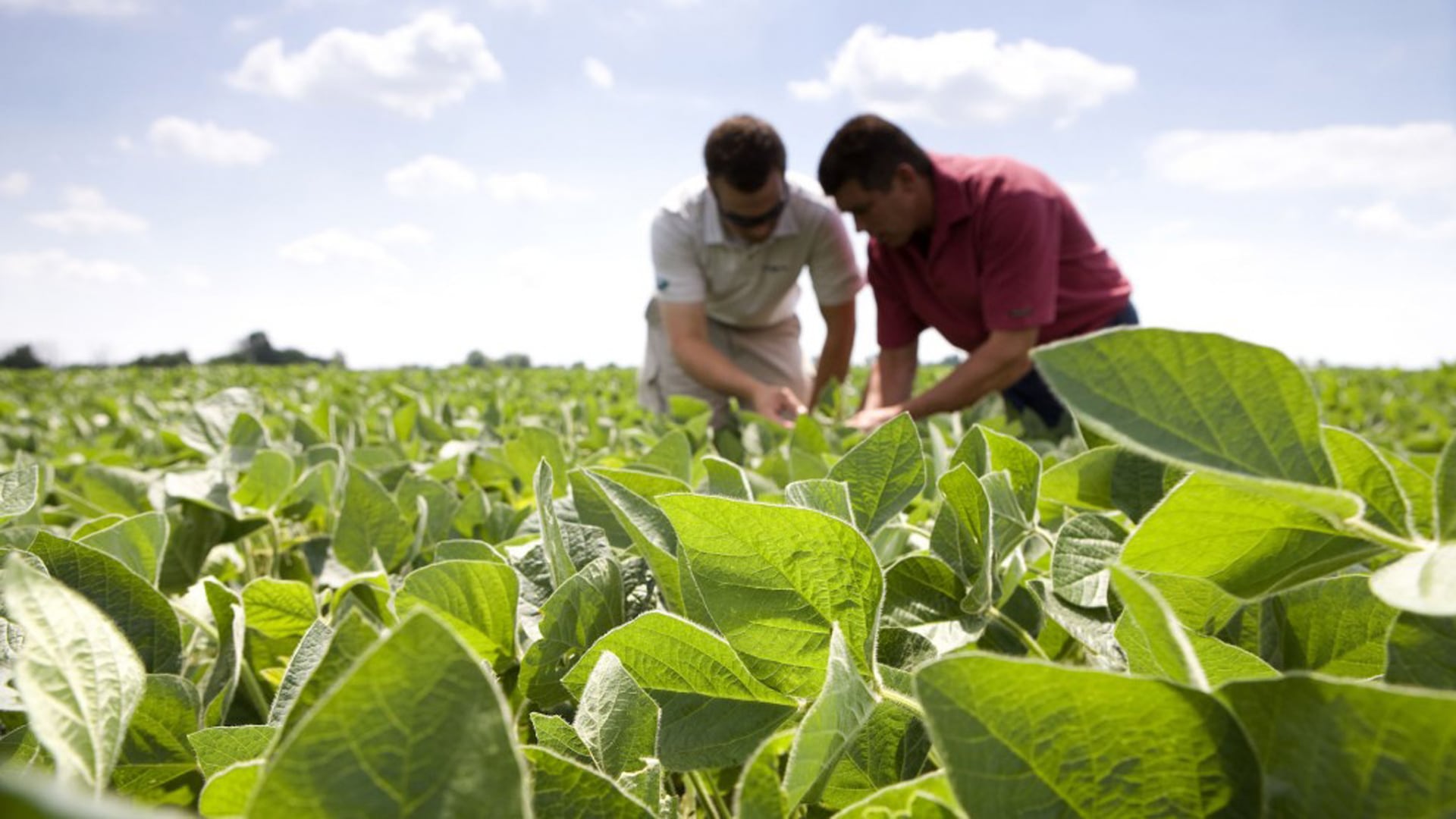 La soja de segunda es el cultivo más afectado por el déficit hídrico de enero