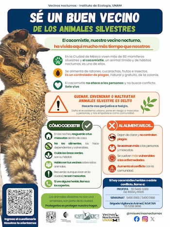 Infografía sobre convivencia con cacomixtles muestra un animal en primer plano y textos con recomendaciones, números de contacto y logos de instituciones