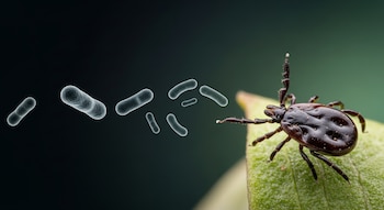 Garrapata de patas negras sobre hoja verde. Varias bacterias translúcidas flotan en un fondo oscuro.