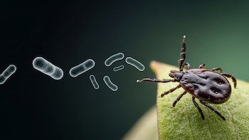 Detectan garrapatas con una peligrosa bacteria y otros patógenos en una zona de Estados Unidos donde no eran comunes