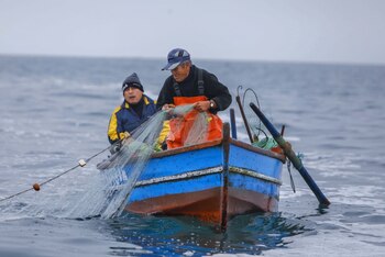 Sector pesca se contrajo en