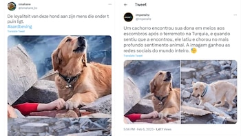 La foto del perro se