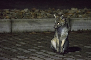 La presencia de la manada en sectores urbanos del norte de Bogotá encendió las alertas de los vecinos, quienes piden proteger a los animales y evitar su contacto con las personas - crédito Alcaldía Bogotá