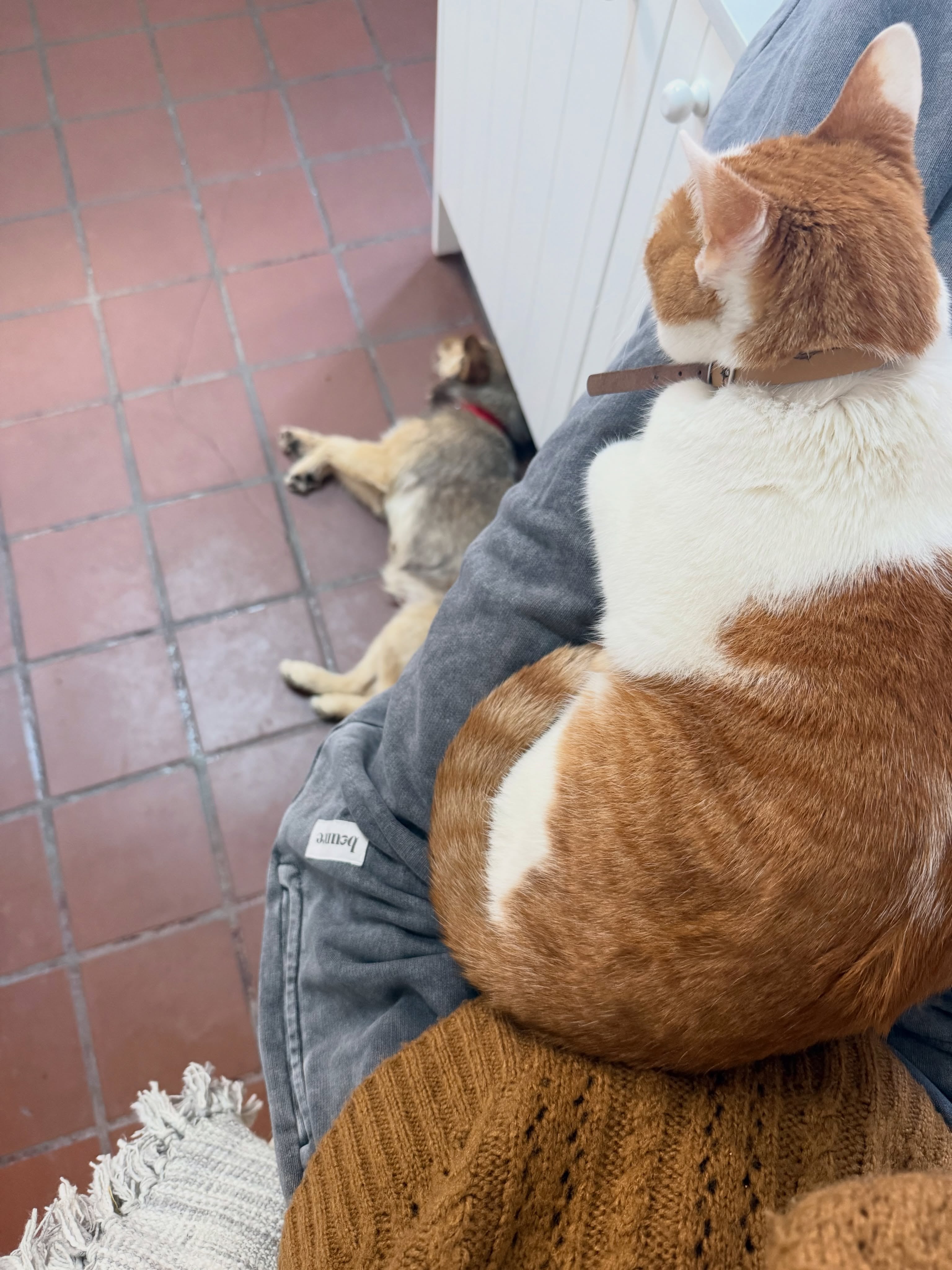 Torino, el gato de la familia, al princpio reaccionó con desconfianza a la llegada de Lucy