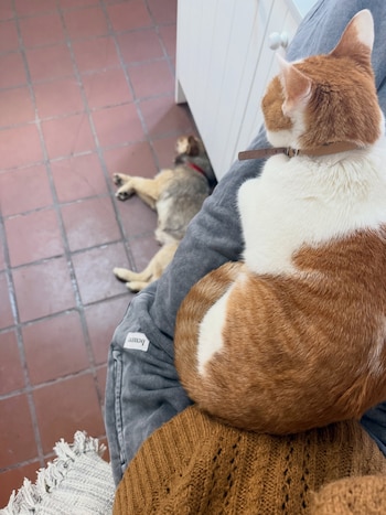 Un gato de pelaje naranja y blanco sobre las piernas de una persona y un perro echado en un piso de baldosas rojas