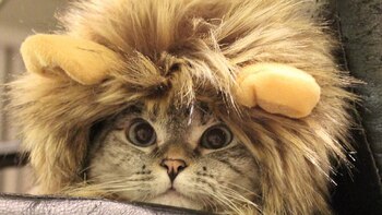 Nala Cat tiene 4 millones