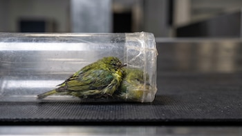 Arrestan en el Aeropuerto de Miami a un hombre cubano que intentó ingresar 10 aves ocultas en su ropa interior
