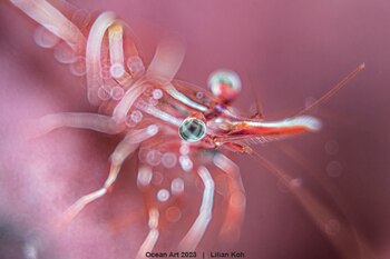 "Ojo" 4º puesto Categoría Macro