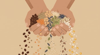 Ilustración de dos manos sosteniendo y esparciendo granos de café, lentejas, garbanzos, semillas de girasol, semillas de calabaza, sésamo, amapola, quinoa, arroz y maíz.