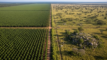 ¿Ayuda o perjudica? Los riesgos de la reforestación como solución definitiva al cambio climático