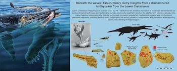 Ilustración de ictiosaurio en el agua, red trófica marina, fósiles de cráneo, contenido estomacal y huesos con marcas de mordida, escala de 100 cm